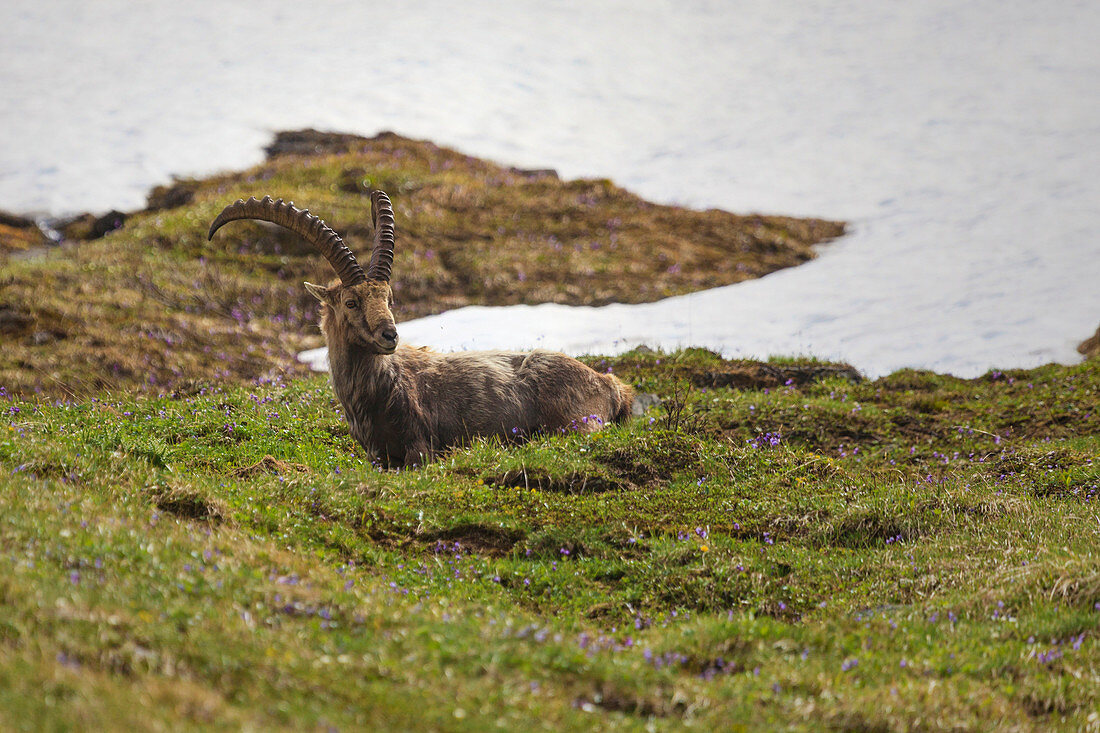 Ibex (Capra ibex) lying in the grass amongst flowers and snow, alps, switzerland