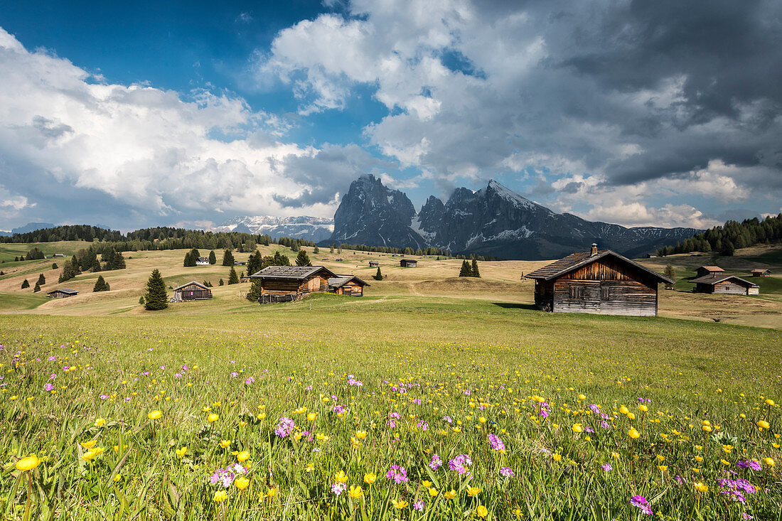 Alpe di Siusi/Seiser Alm, Dolomites, South Tyrol, Italy. Spring on the Alpe di Siusi with the peaks of Sassolungo/Langkofel and Sassopiatto / Plattkofel