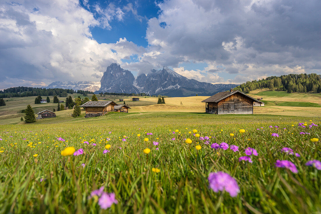 Alpe di Siusi/Seiser Alm, Dolomites, South Tyrol, Italy. Spring colors on the Alpe di Siusi/Seiser Alm with the Sassolungo/Langkofel and the Sassopiatto/Plattkofel in background