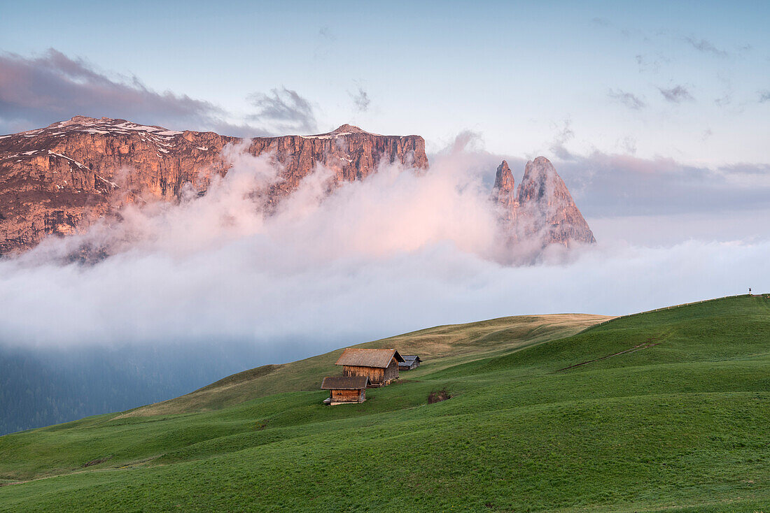 Alpe di Siusi/Seiser Alm, Dolomites, South Tyrol, Italy. Sunrise on the Seiser Alm / Alpe di Siusi. In the background the peaks of Sciliar/Schlern, Euringer and Santner