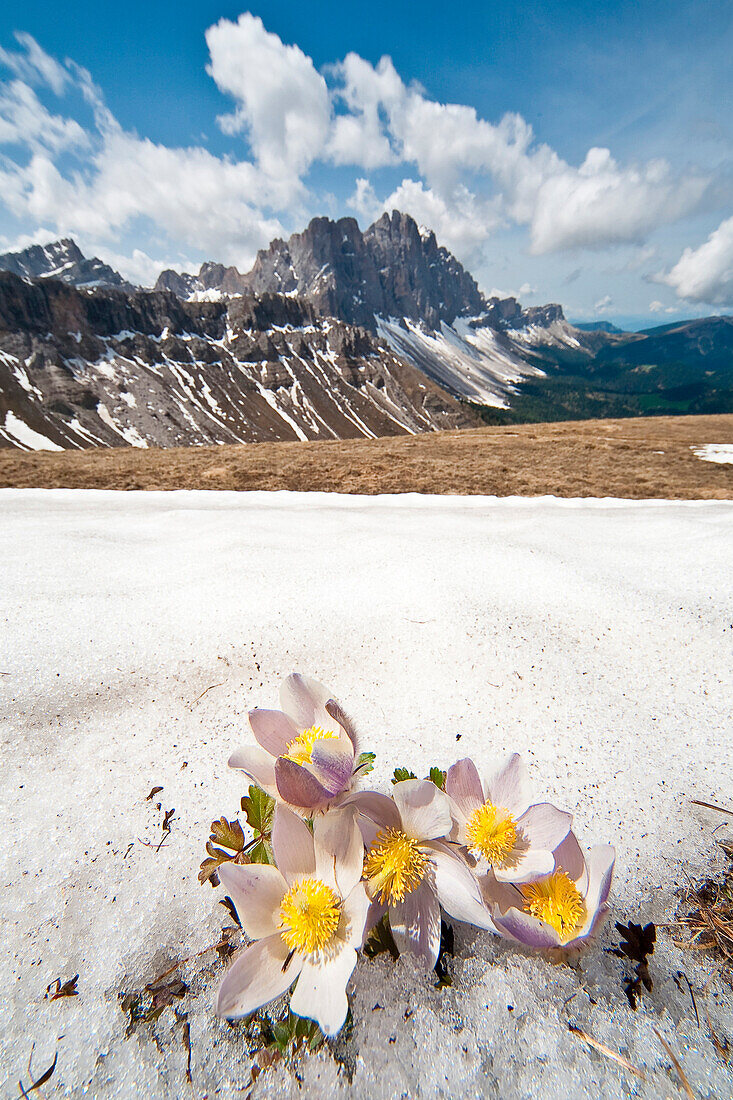 Spring anemones at Col di Poma. In the background the Odle. Funes Valley Dolomites. Trentino Alto Adige. Italy Europe