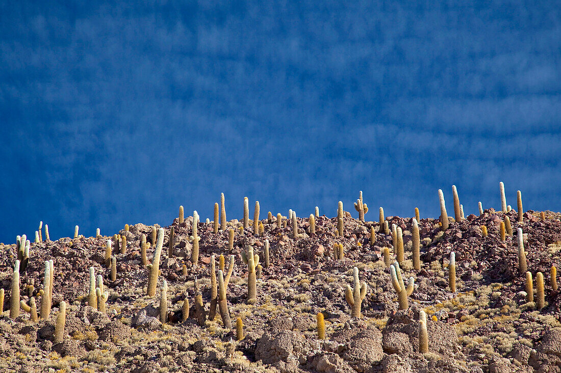 Cactus survive high altitude and arid climate on the Island of Pescado in the center of the Salar de Uyuni. South Lipez. Bolivia. South America