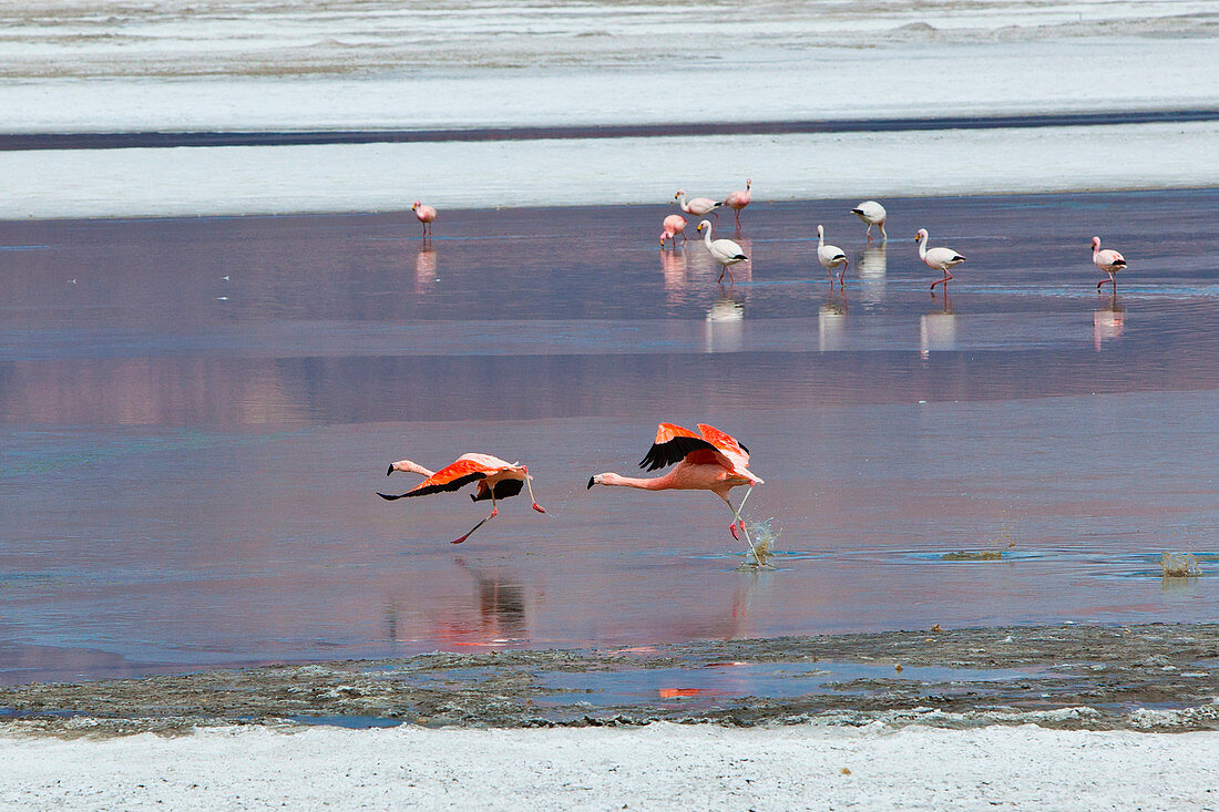 Pair of flamingos attempting take off from the surface of the Salar de Surire Natural Monument. Chile. South America