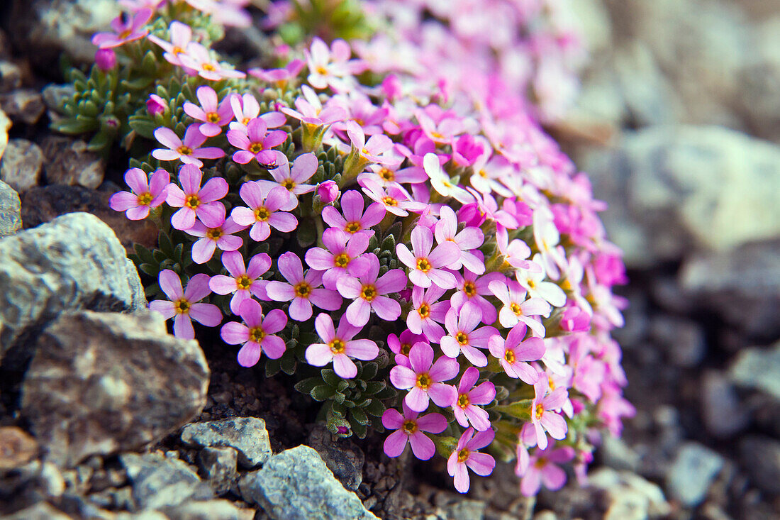 Alpine Rock-Jasmine or Androsace alpina is an alpine plant, endemic to the Alp. In the wild, Androsace alpina grows on silicaceous substrates, particularly granite, and is one of the few plants in the Alps to grow above 3000 metres, Lombardy Italy Europe