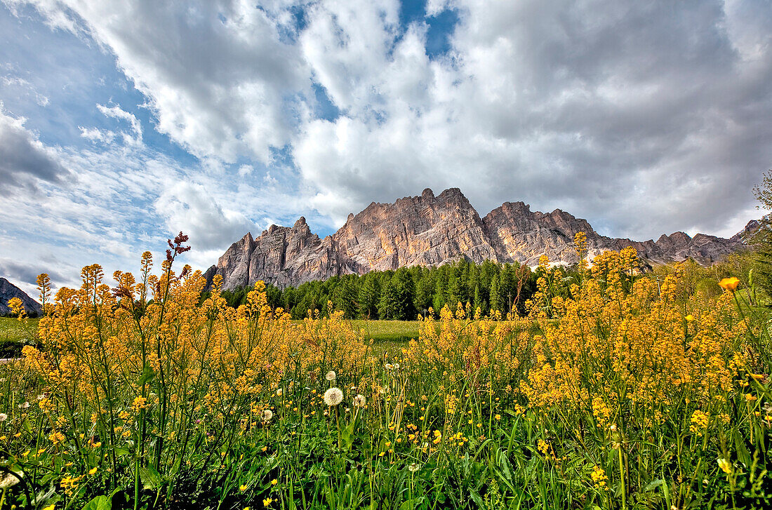 Spring in Cortina d'Ampezzo with blooming flowers making a perfect frame to the dolomitic group of Pomagagnon, Dolomites, Trentino Alto Adige Italy Europe