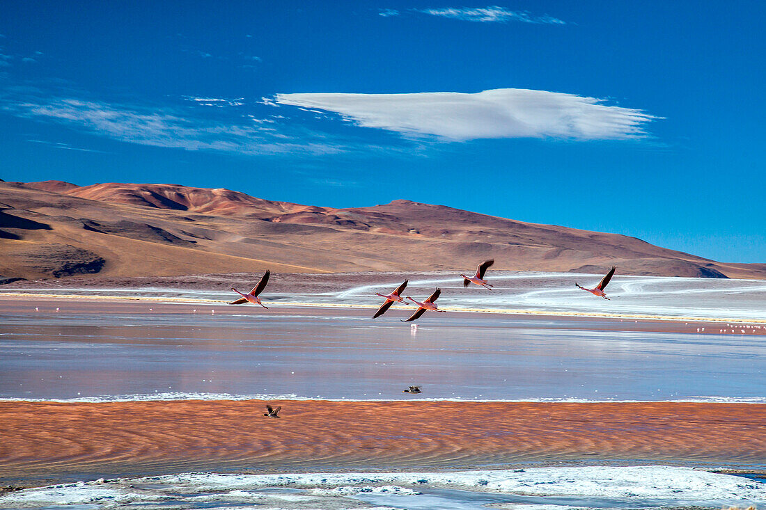Flamingoes flying over the Laguna Colorada (Red Lagoon), a shallow salt lake in the southwest of the altiplano of Bolivia, within Eduardo Avaroa Andean Fauna National Reserve and close to the border with Chile - Bolivia South Amercia
