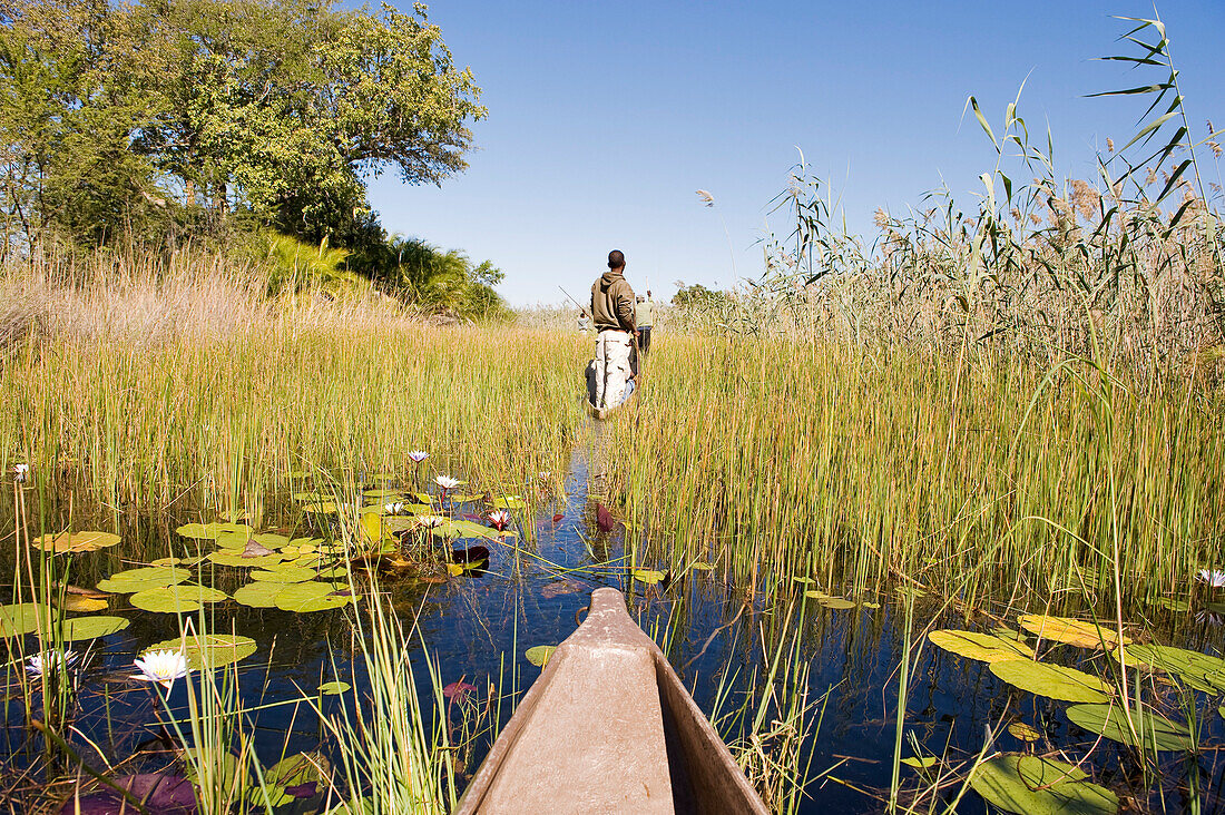Botswana, North-west district, Okavango Delta listed as World Heritage by UNESCO, crossing the marshes in mokoro, pirogue