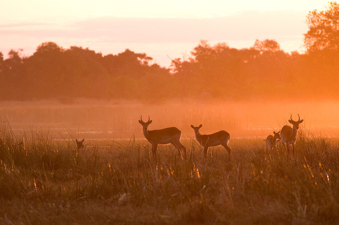 Botswana, North-west district, Chobe National Park, Savuti arid region