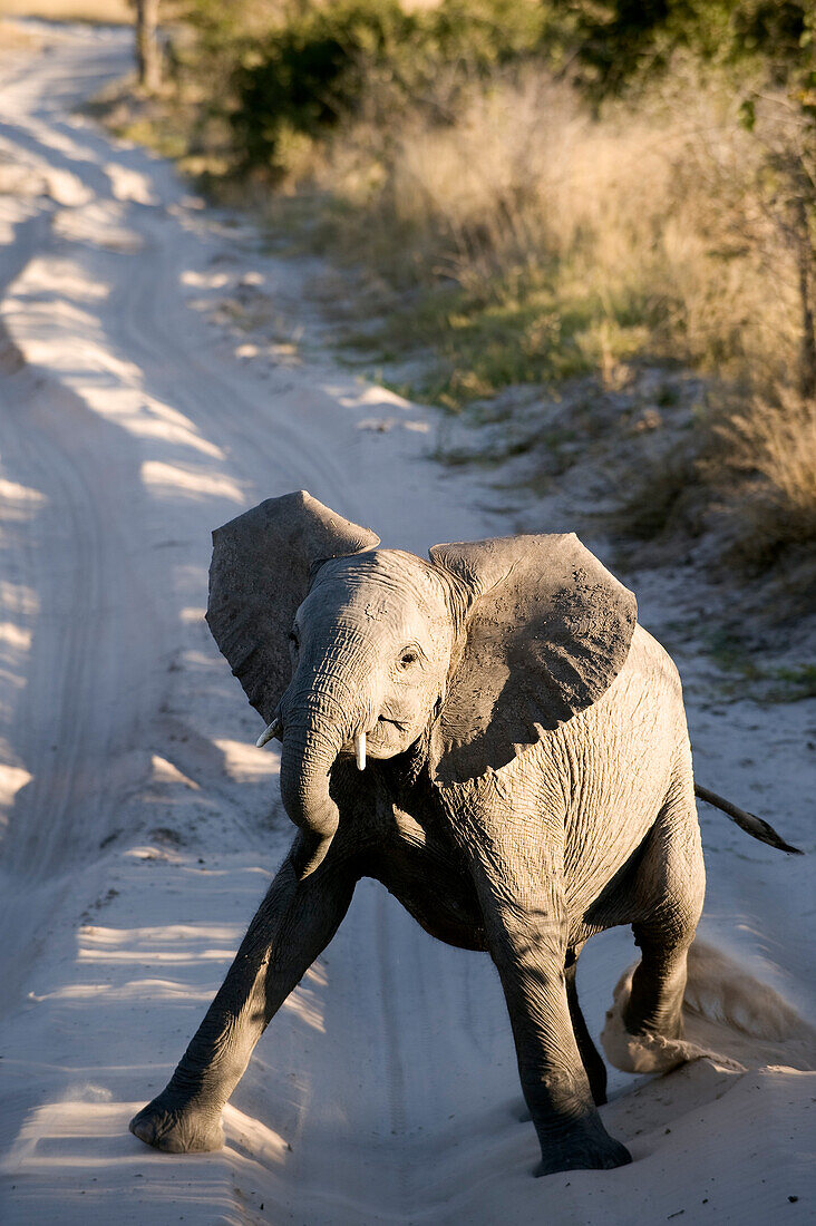 Botswana, North-west district, Chobe National Park, Savuti arid region, baby elephant