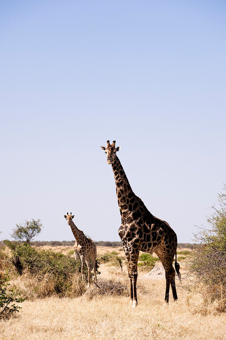 Botswana, North-west district, Chobe National Park, Savuti arid region, giraffe