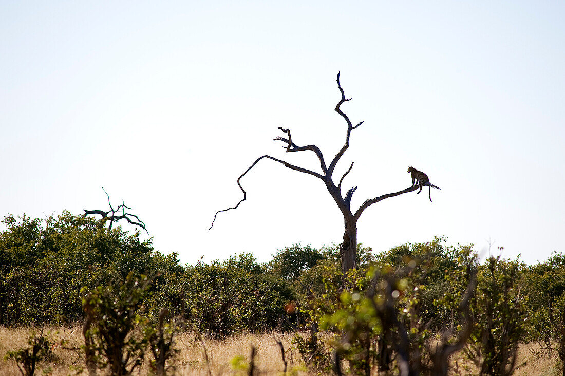Botswana, North-west district, Chobe National Park, Savuti arid region, leopard