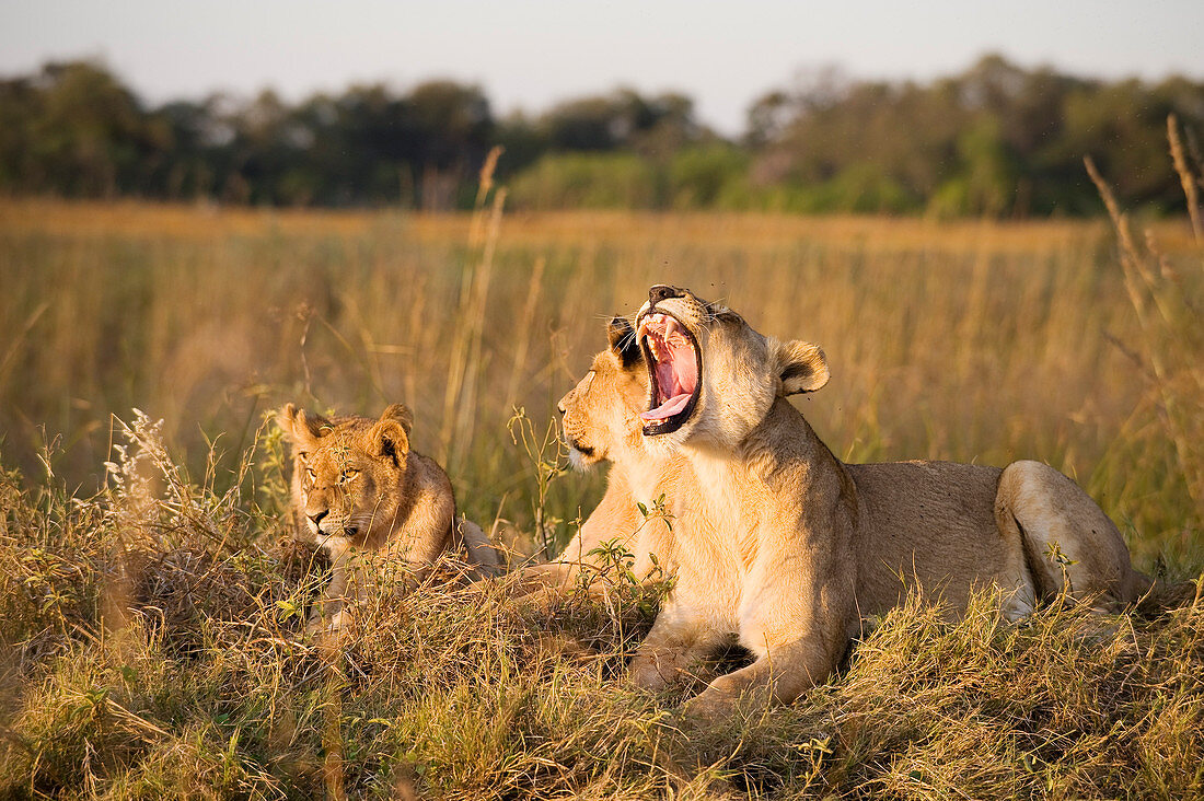Botswana, North-west district, Chobe National Park, arid region of Savuti, lionesses