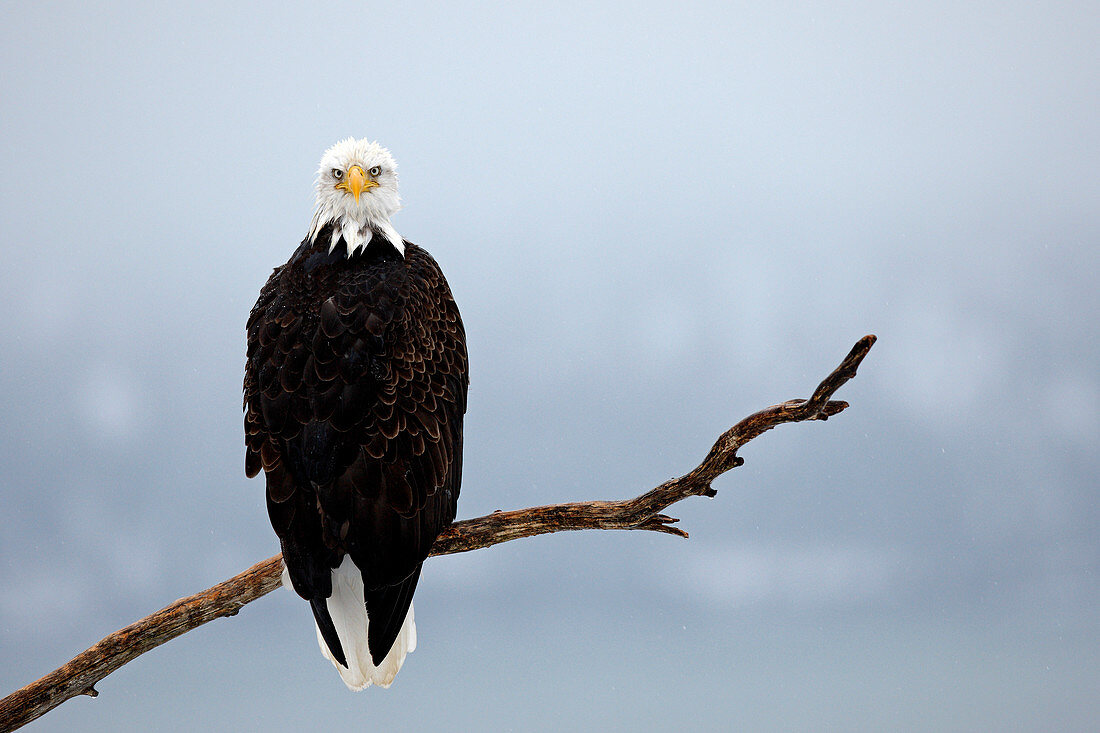 United-States, Alaska, bald eagle (Haliaeetus leucocephalus)