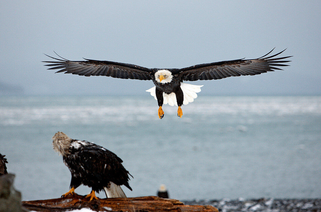 United-States, Alaska, bald eagle (Haliaeetus leucocephalus)