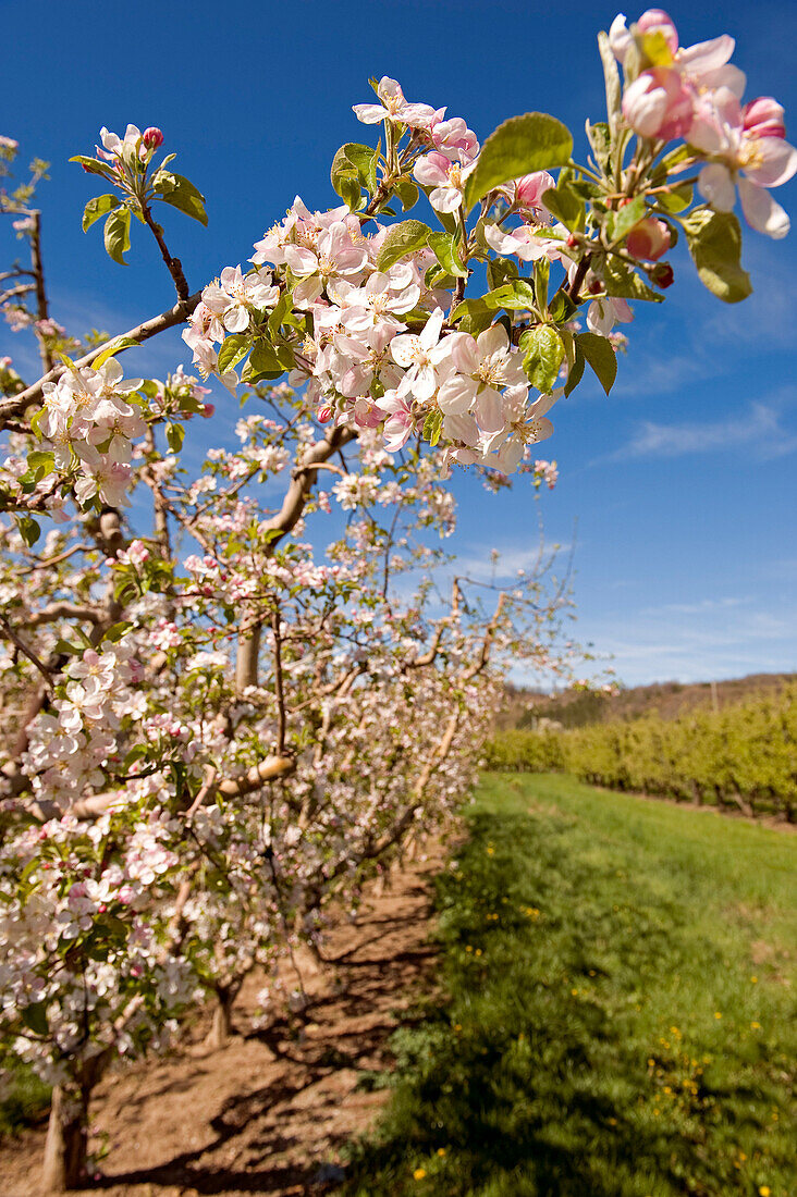 France, Alpes de Haute Provence, blooming orchard, apple trees