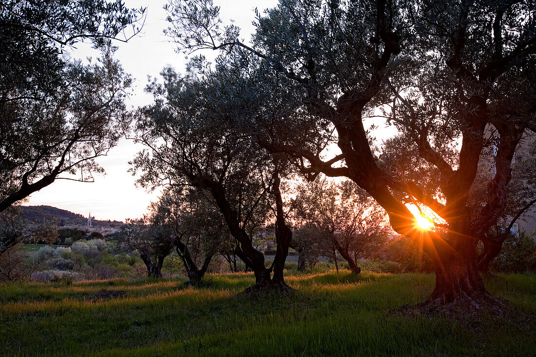 France, Vaucluse, Saint Didier, olive tree