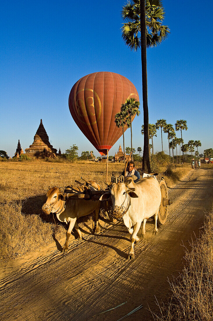 Myanmar (Burma), Mandalay Division, Bagan, Old Bagan, ox cart in front of a moving hot air balloon of the company Balloons over Bagan before landing