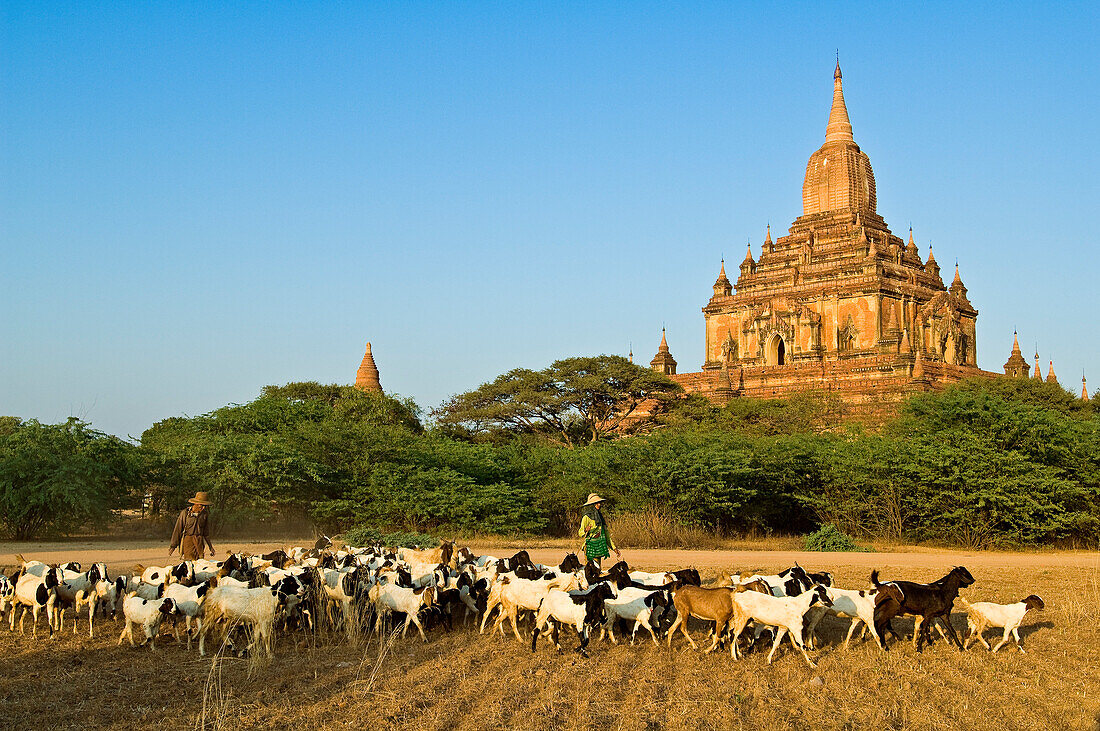 Myanmar (Burma), Mandalay Division, Bagan, Old Bagan, pagoda Sulamani (Pahto Sulamani) built end of 12th century, shepherd and his goats