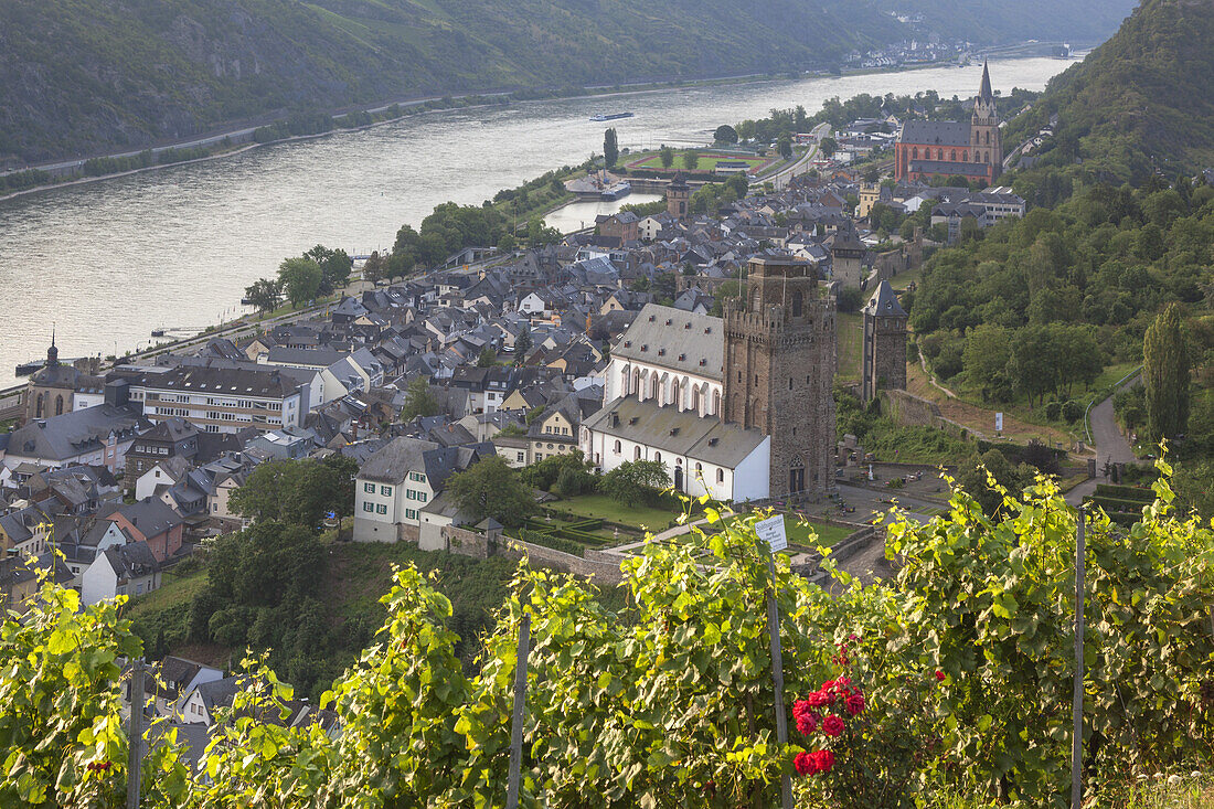 View over the vineyards at Oberwesel and the Rhine, Upper Middle Rhine Valley, Rheinland-Palatinate, Germany, Europe