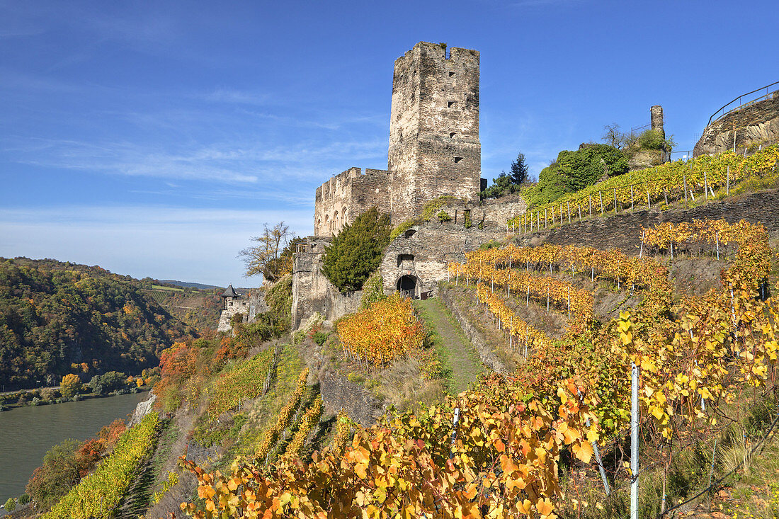 Weinberg unterhalb der Burg Gutenfels bei Kaub am Rhein, Oberes Mittelrheintal, Rheinland-Pfalz, Deutschland, Europa