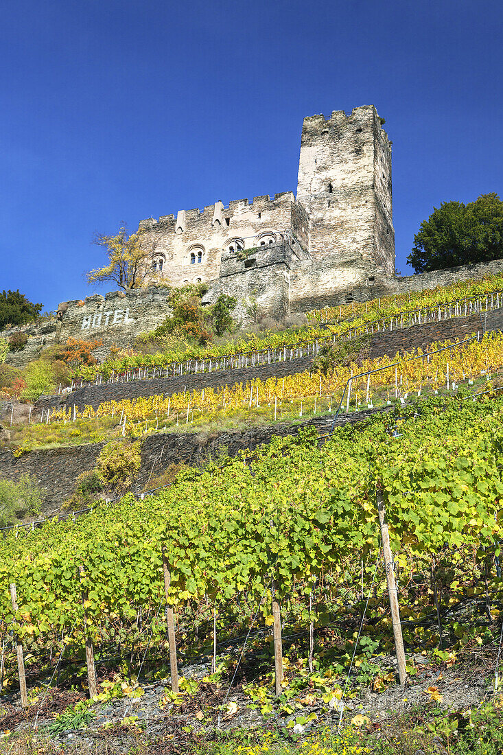 Vineyard by the Rhine underneath Burg Gutenfels castle, near Kaub, Upper Middle Rhine Valley, Rheinland-Palatinate, Germany, Europe