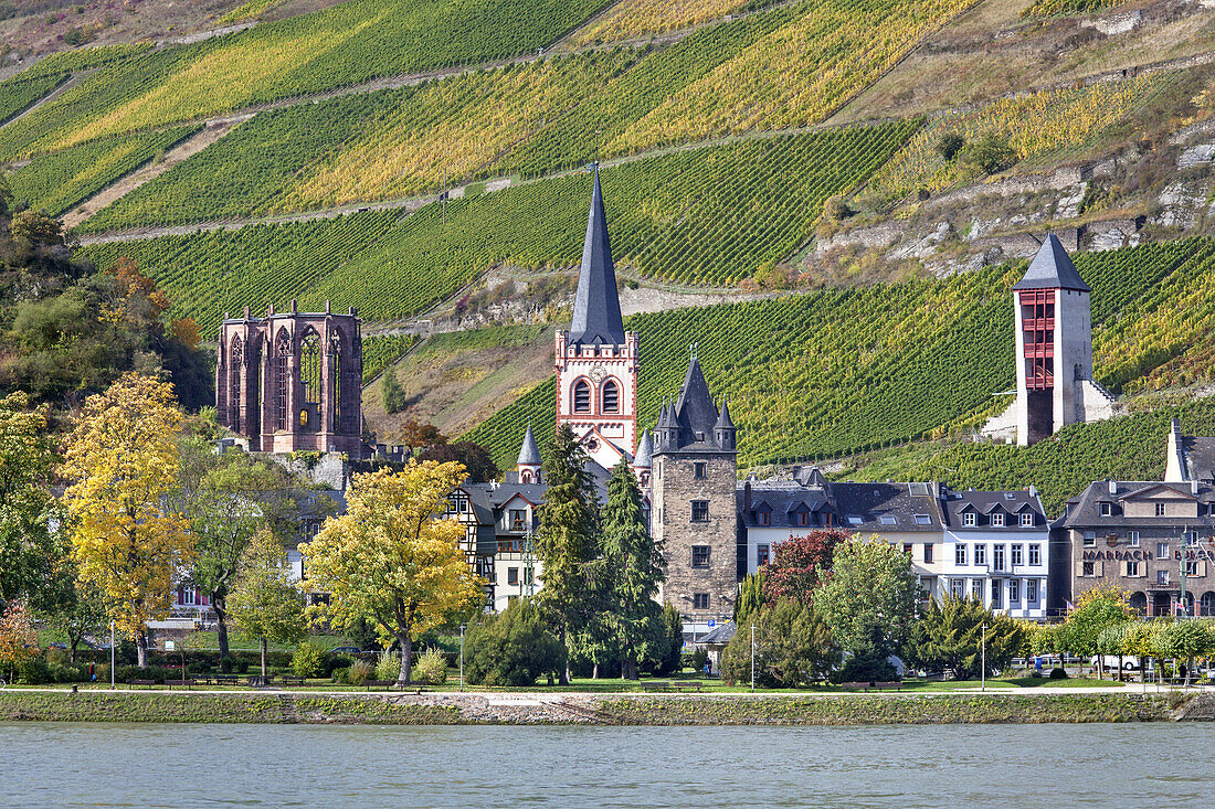 Blick über den Rhein auf Bacharach mit der Kirche St. Peter, Oberes Mittelrheintal, Rheinland-Pfalz, Deutschland, Europa