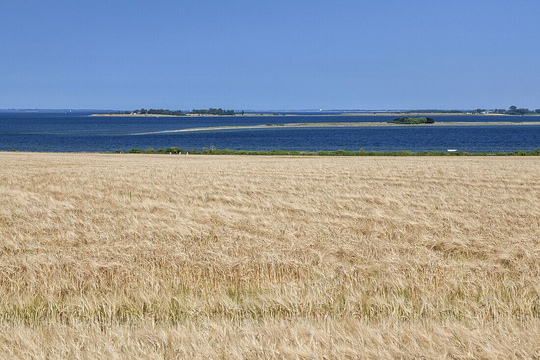 Getreidefeld an der Ostsee bei Ærøskøbing, Insel Ærø, Schärengarten von Fünen, Dänische Südsee, Süddänemark, Dänemark, Nordeuropa, Europa