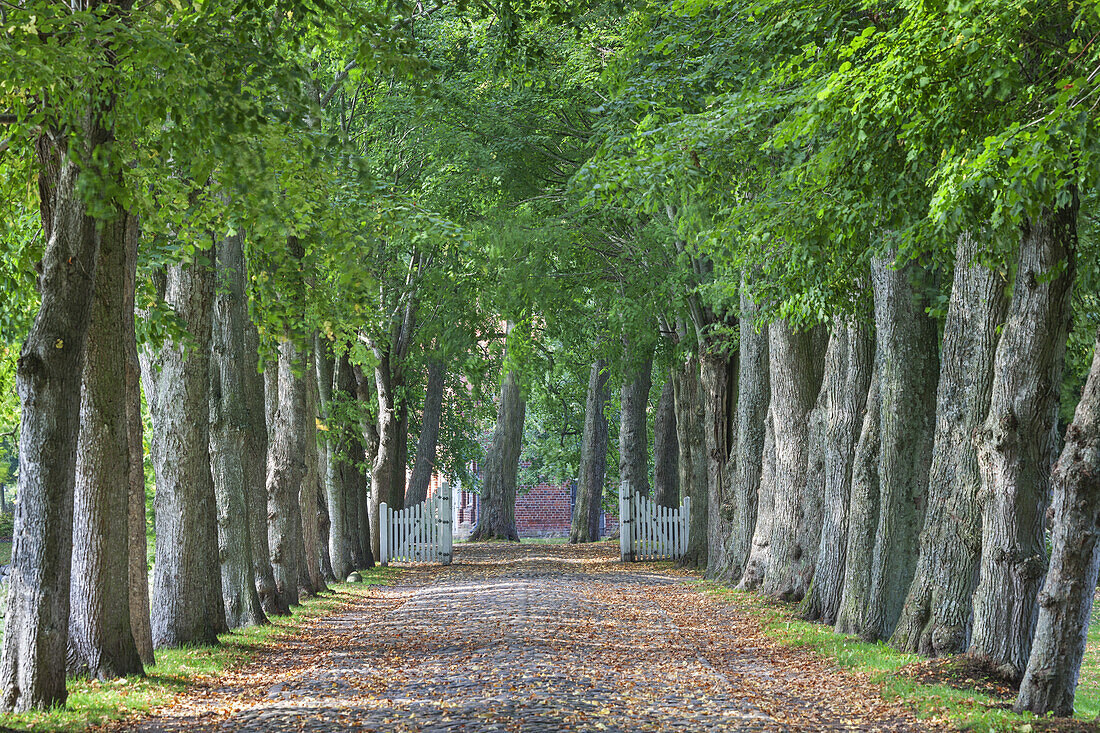 Avenue to Rosenholm Castle near Aarhus, Middle Jutland, Jutland, Cimbrian Peninsula, Denmark, Northern Europe