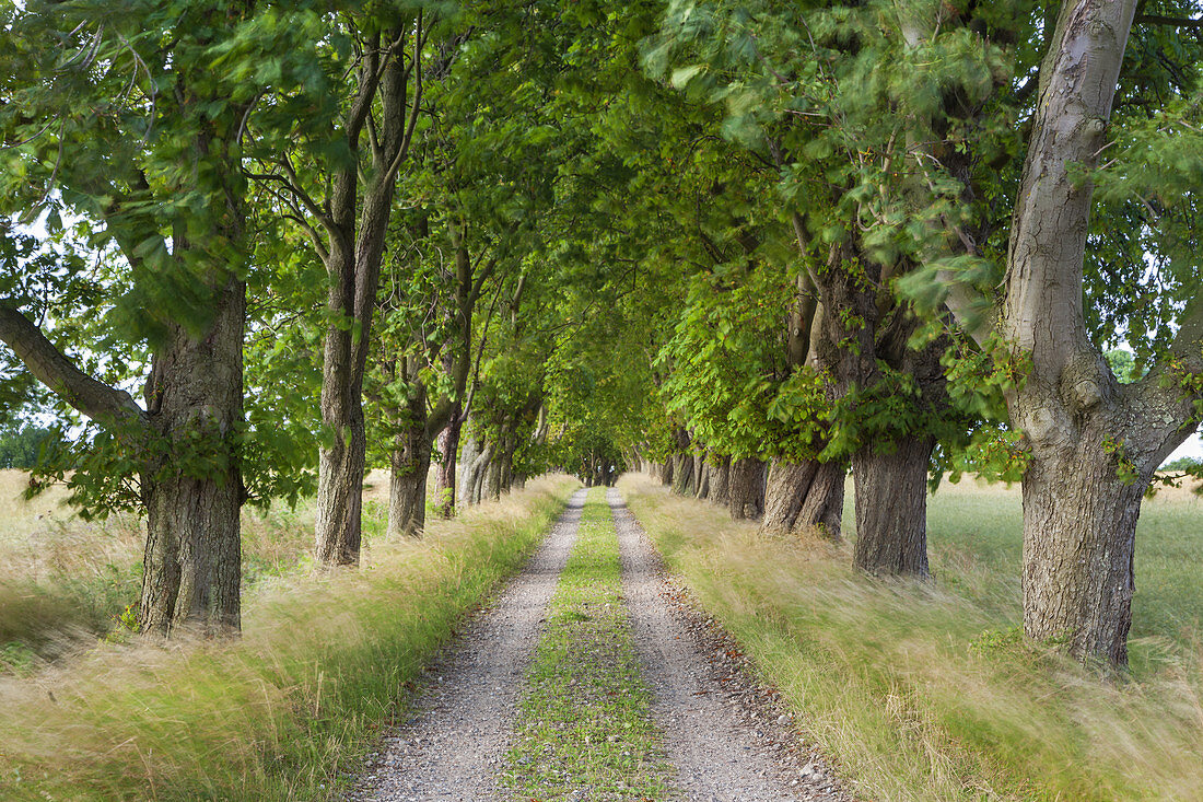 Lindenallee zum Gutshof Skovsgaard auf der Insel Langeland, Dänische Südsee, Süddänemark, Dänemark, Nordeuropa, Europa