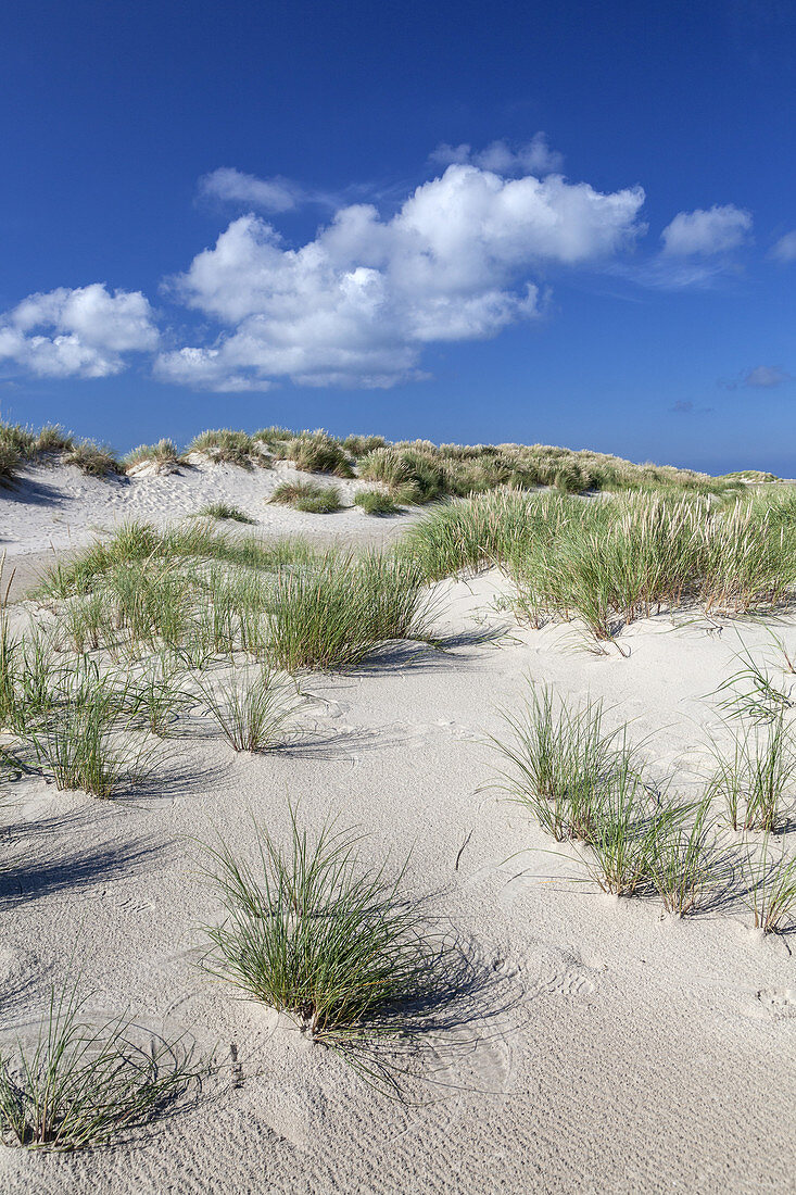 Dunes at headland Grenen at the northern point of Jutland, where Northern Sea and Kattegat come together, Northern Jutland, Jutland, Cimbrian Peninsula, Scandinavia, Denmark, Northern Europe