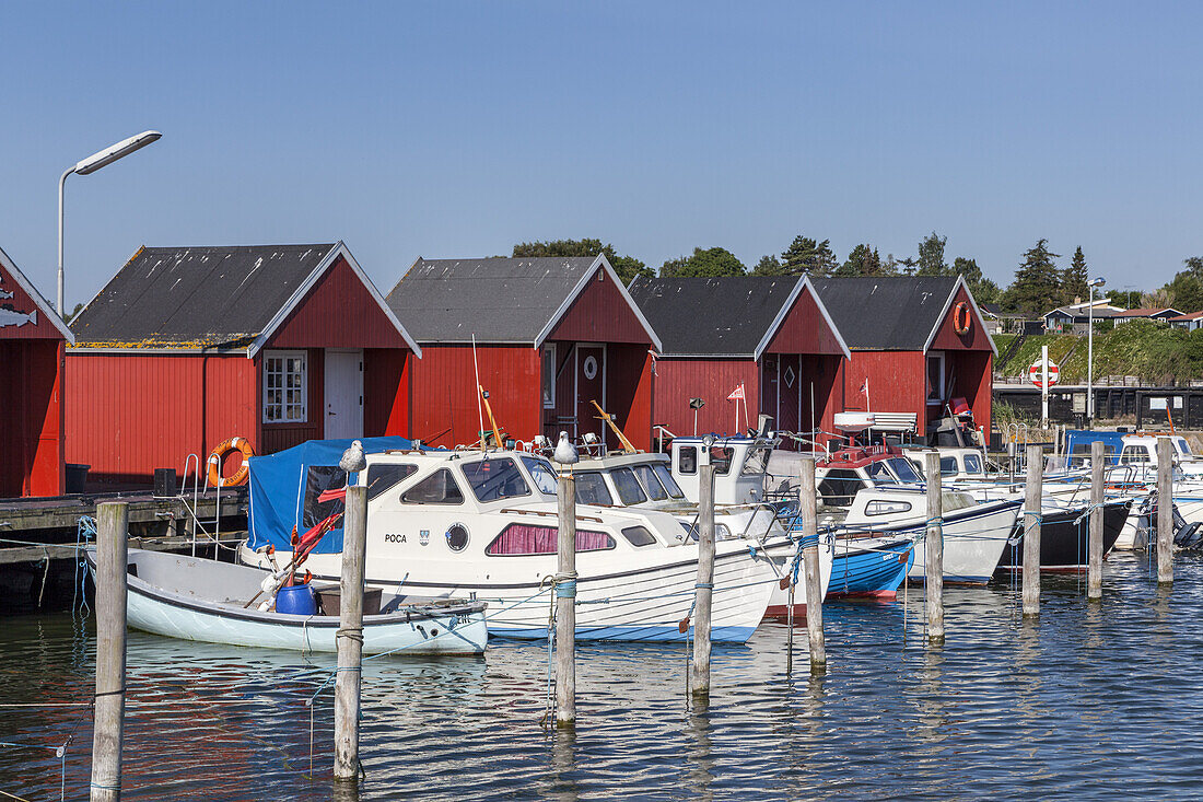 Rote Bootshütten am Hafen von Rødvig, Halbinsel Stevns, Insel Seeland, Dänemark, Nordeuropa, Europa