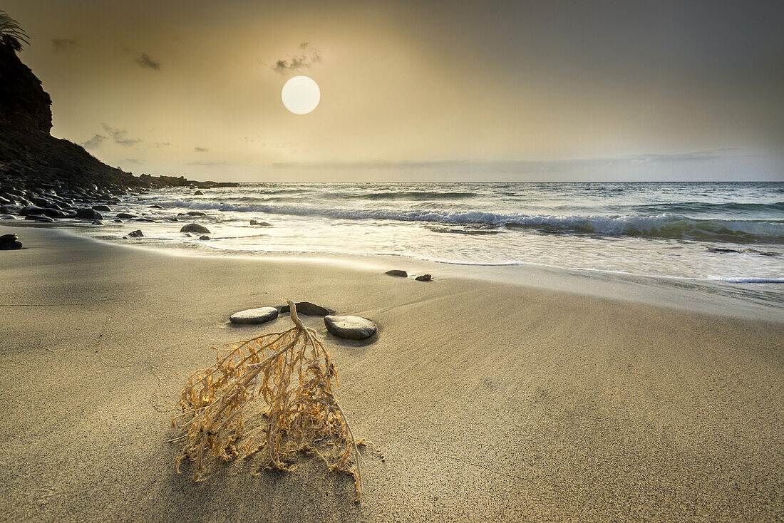 Three round stones and a palm flower lying on the beach Playa del Matorral at Morro Jable in the morning mood. Morro Jable, Fuerteventura, Canary Islands, Spain