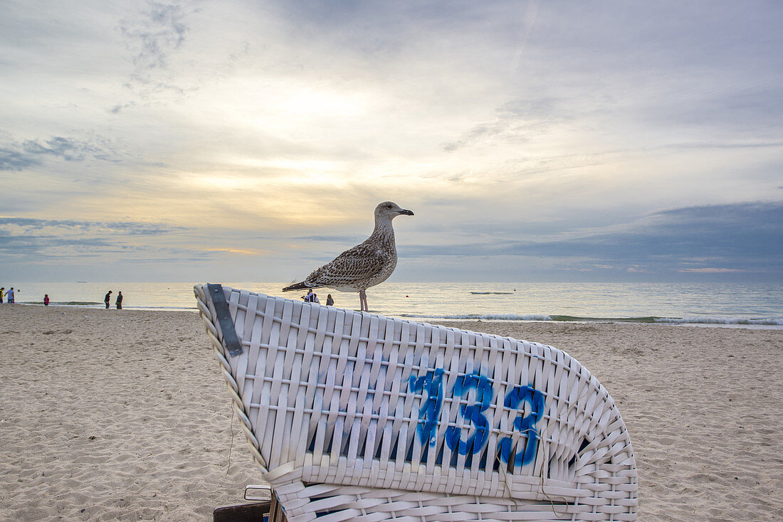 A seagull sitting on a beach chair. Dierhagen, Darß Mecklenburg-Vorpommern, Germany