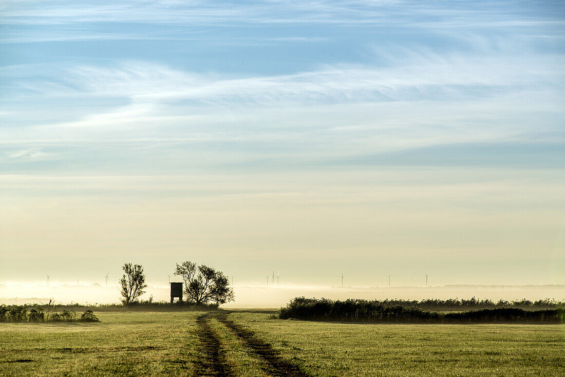 Landschaft im Morgennebel bei Wustrow. Darß, Mecklenburg-Vorpommern, Deutschland