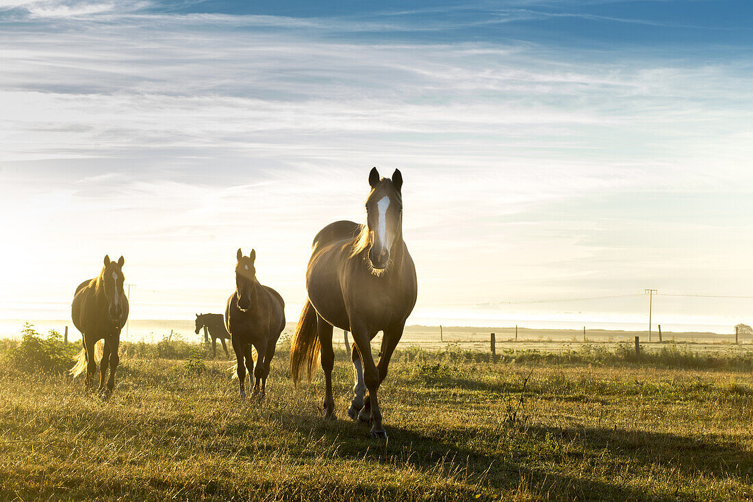 Pferde im Morgennebel auf einer Weide bei Wustrow. Darß, Mecklenburg-Vorpommern, Deutschland