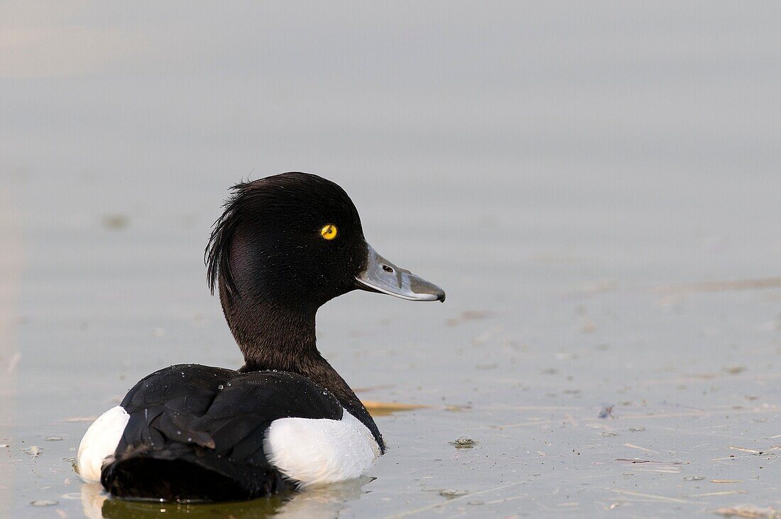 Tufted Pochard (Aythya fuligula), male. France