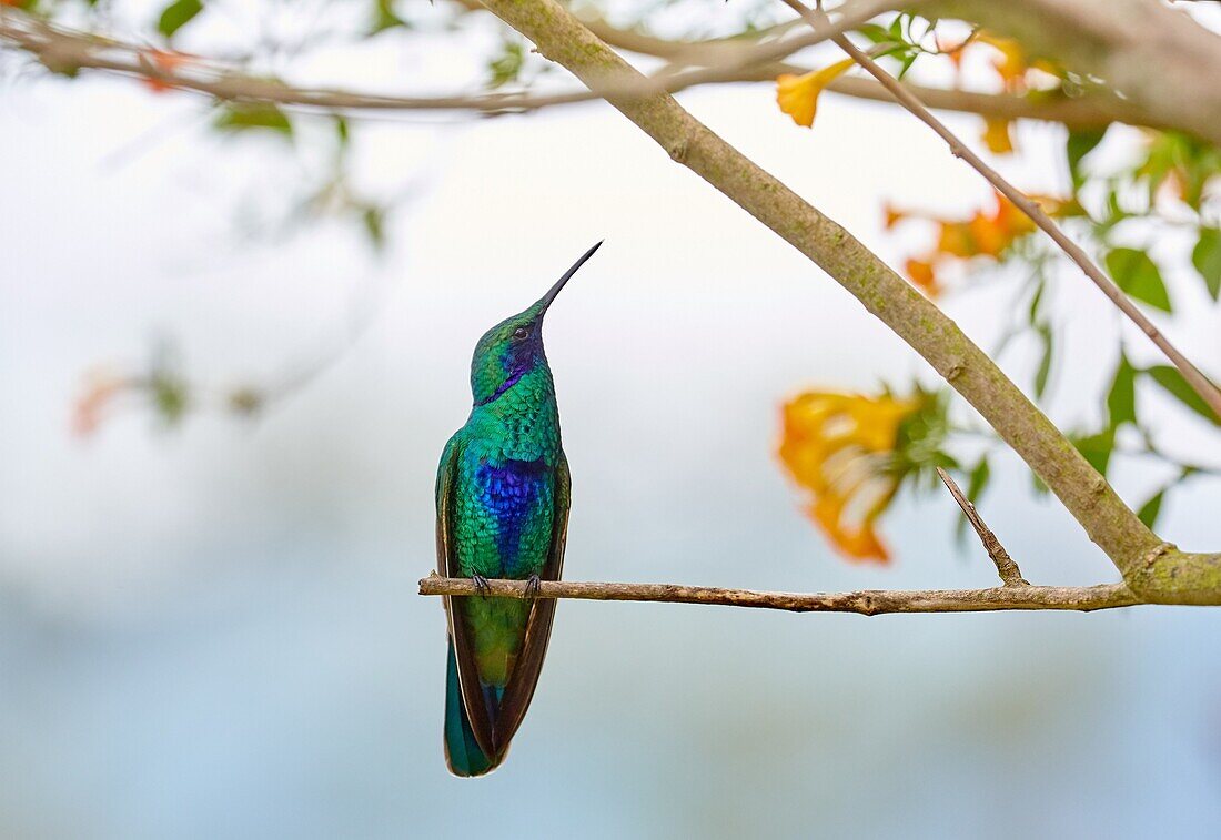 Colibri, Hummingbird, Trochilinae, Valle del Cocora, Salento, Quindio, Colombia, South America