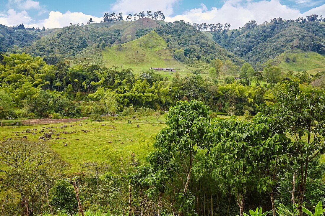 Guadua, Rio Quindio, Valle del Cocora, Salento, Quindio, Kolumbien