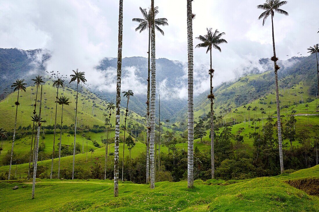 Palma de Cera del Quindío (Ceroxylon quindiuense), Valle del Cocora, Salento, Quindio, Kolumbien, Südamerika