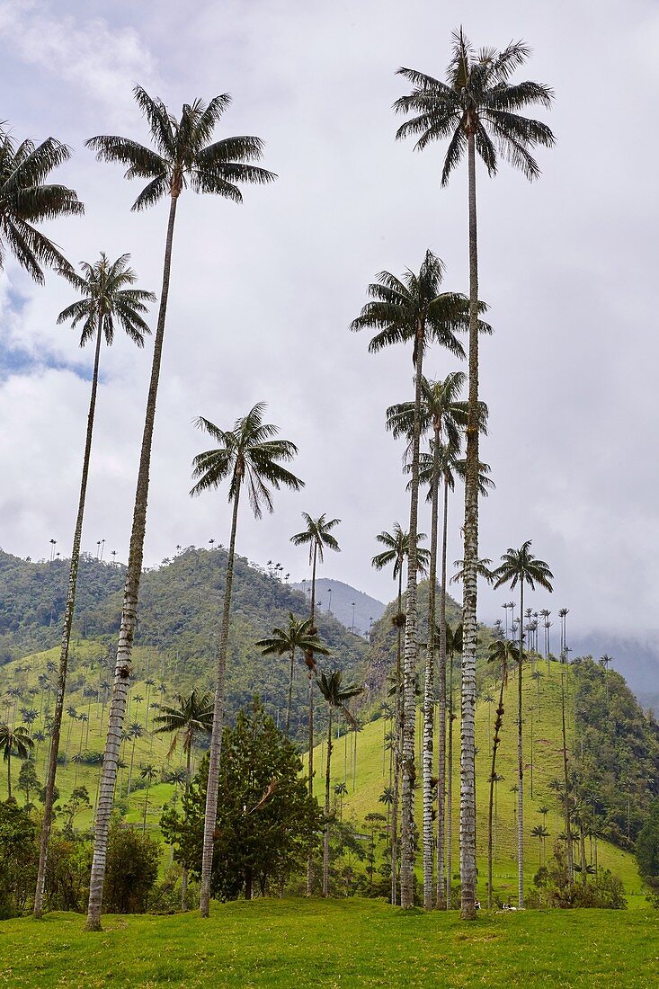 Palma de Cera del Quindío (Ceroxylon quindiuense), Valle del Cocora, Salento, Quindio, Kolumbien, Südamerika