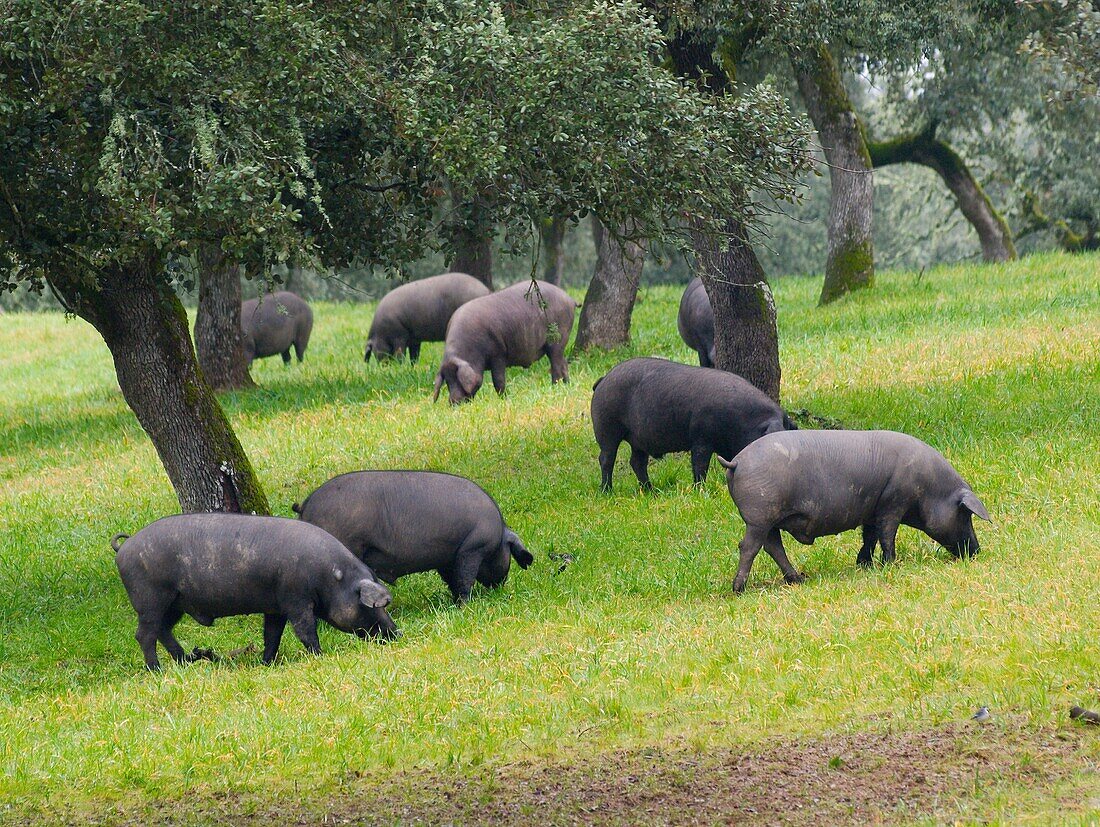 Herd of iberian pigs, Jabugo, Huelva province, Spain.