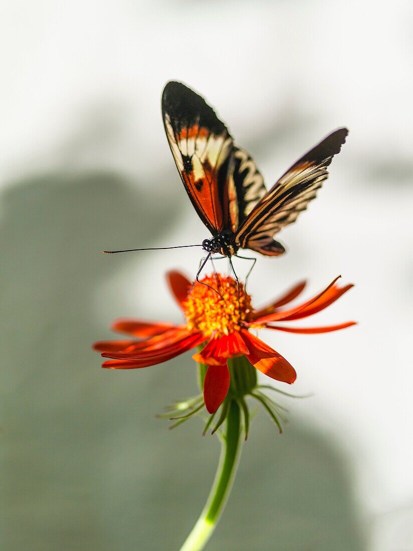 Butterfly on Flower (Heliconius melpomene).