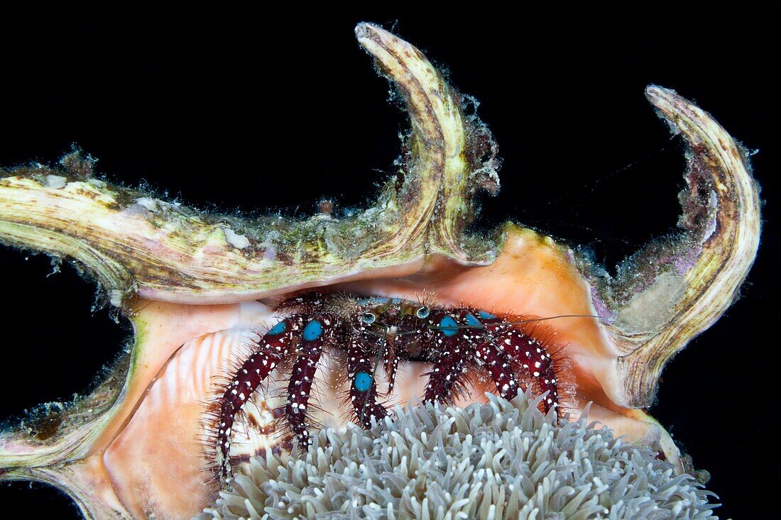 Blue-knee Hermit Crab, Dardanus guttatus, Komodo National Park, Indonesia.