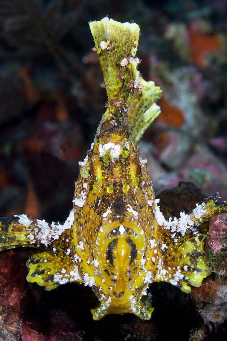 Yellow Leaf Fish, Taenionotus triacanthus, Bali, Indonesia.