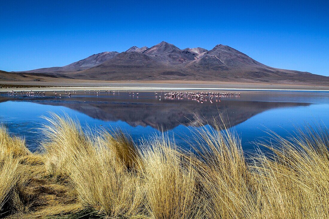 Reflecting the spectacular Laguna Azul, around the Uyuni Salt Flats, Bolivia