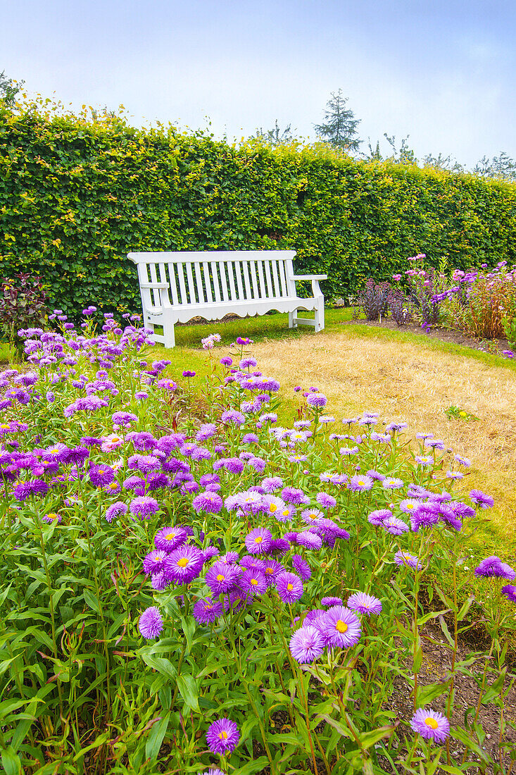 Beautiful summer garden with white bench and violet flowers on summer day. Picture taken outside the Geilston Garden, Cardross, Dunbarton in Scotland