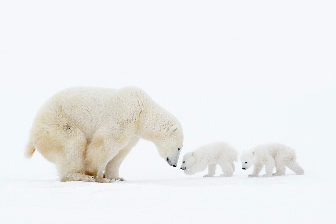 Polar bear mother (Ursus maritimus) standing on tundra with two new born cubs, Wapusk National Park, Manitoba, Canada.