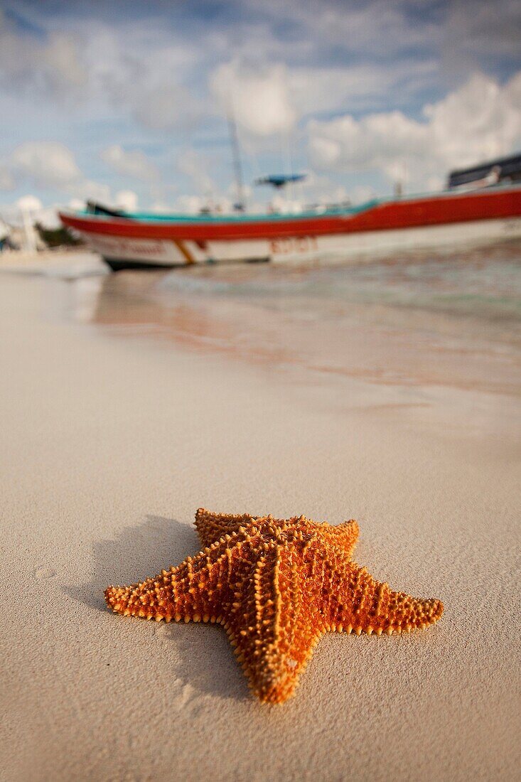 Starfish lying on the sand at the beach of Isla Mujeres with the fishing boats at the background, Cancun, Quintana Roo, Yucatan Province, Mexico, North America.
