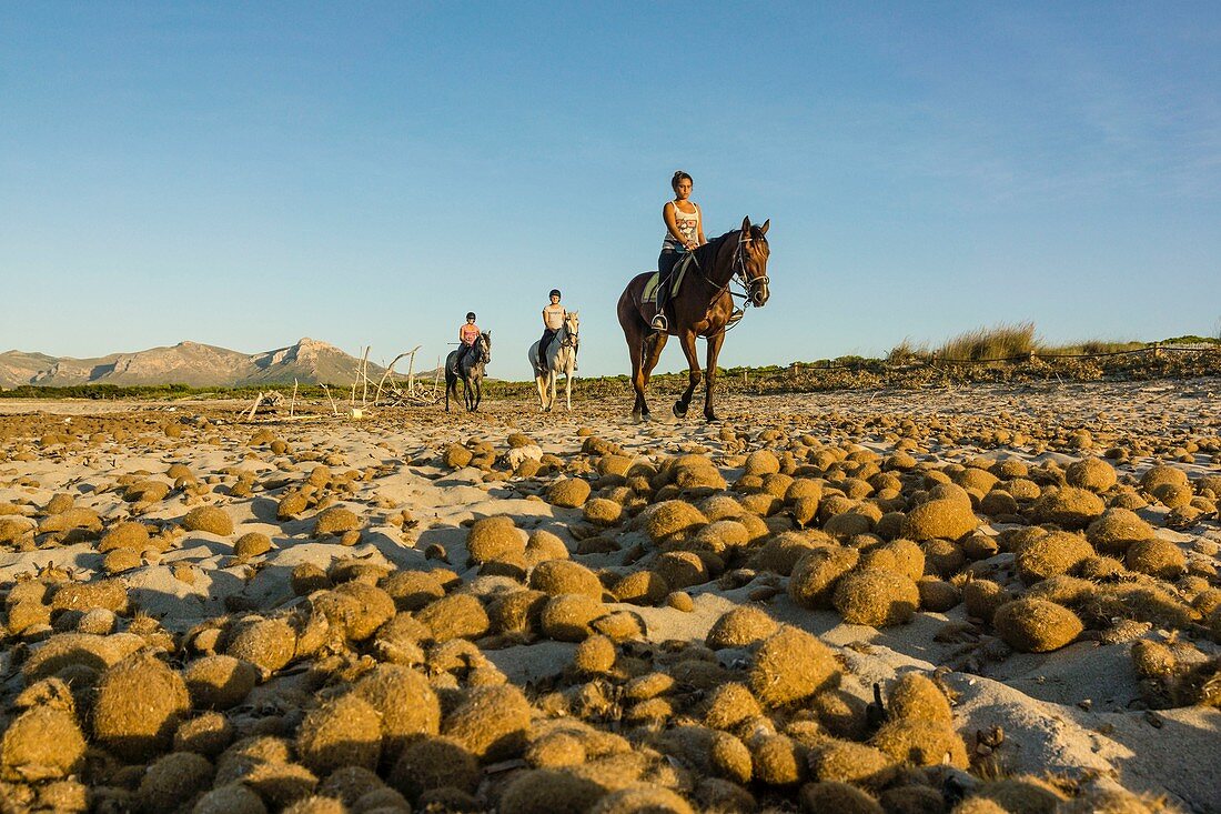 bolas de posidonia, playa de Es Dolç, dunas de Son Real, bahia de Alcudia, Santa Margarida, Mallorca, balearische Inseln, Spanien, Europa