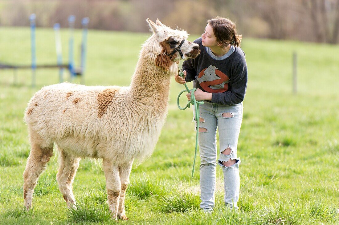 Young woman walking an alpaca on a lead.